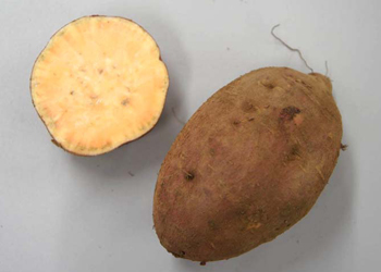 商品比較の安納紅芋の画像